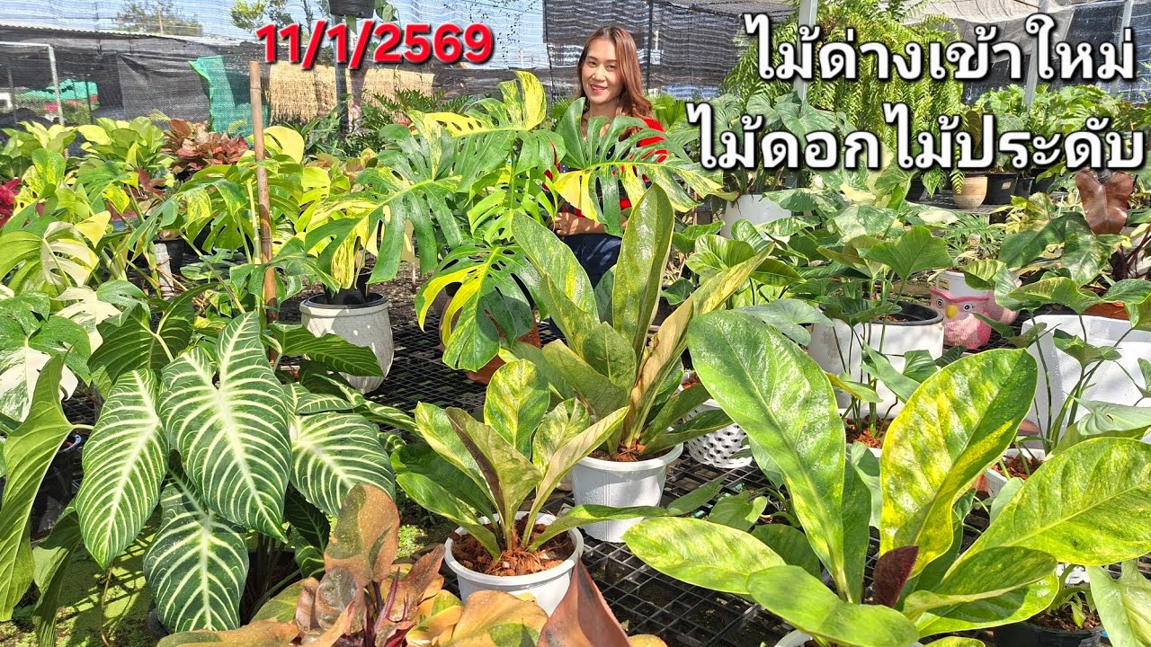 ☎️ 0810716584ไม้เข้าใหม่ ออเลียด่างคัดสี กุหลาบดอกตูมๆเต็มร้าน อโกลนีมา หน้าวัวใบเงินหนาด่าง