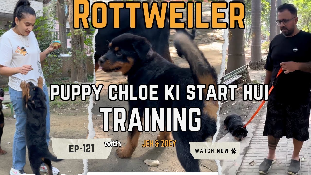 Zoey Ke Saath Saath Rottweiler Female Chloe Ki Bhi Training Start Kardi. #pottytrain
