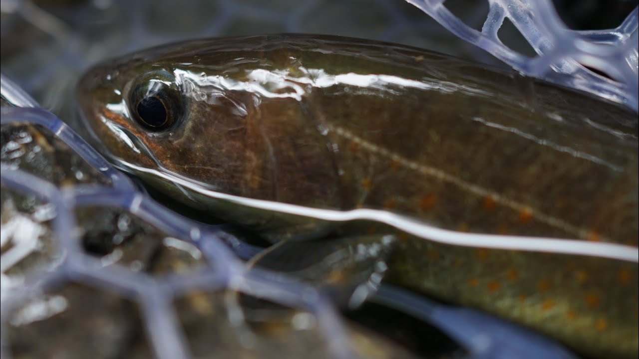 2022 08 Trout lure fishing in Japanese mountain stream part02