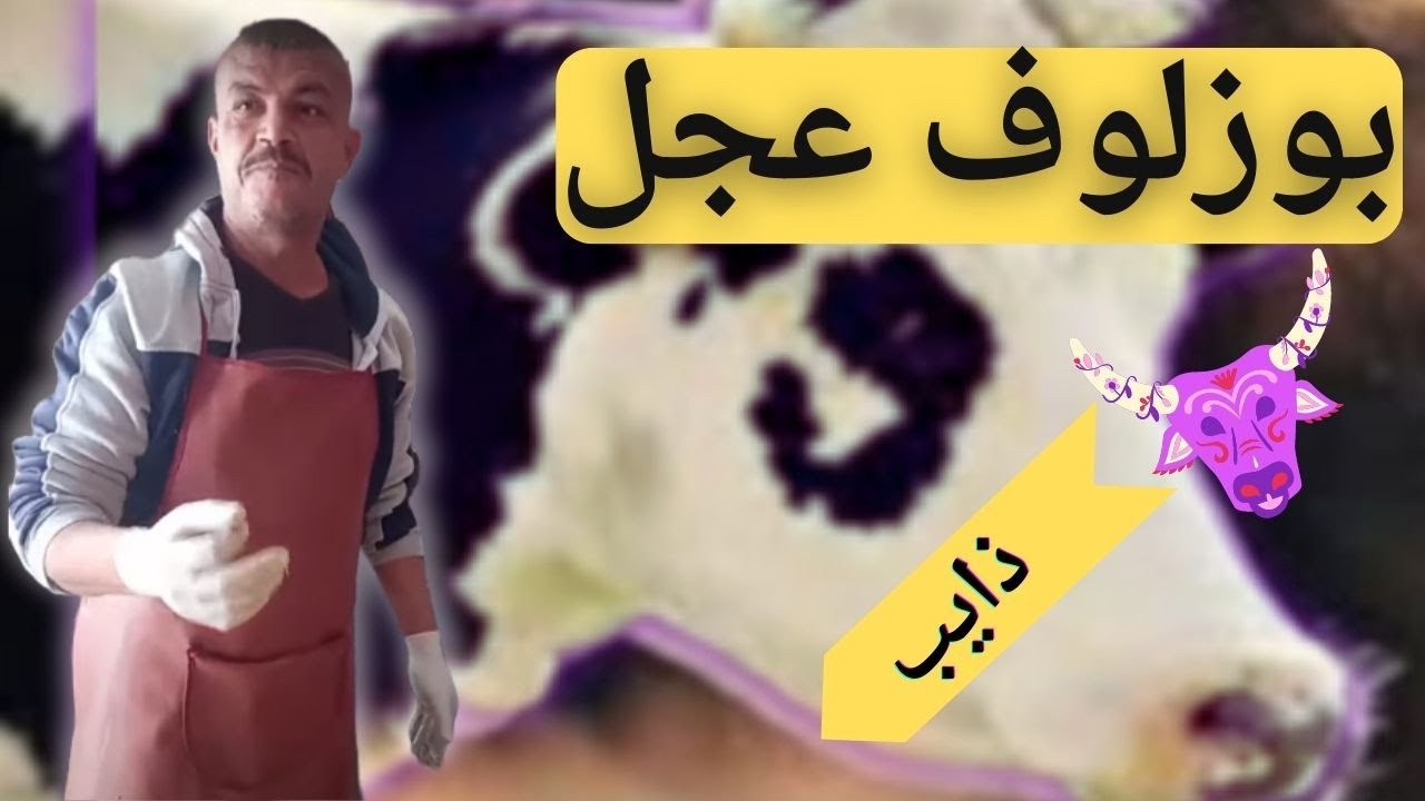 بوزلوف عجل/ طايب زبدة