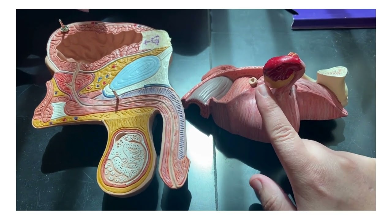 Gonad models endocrine walkthrough
