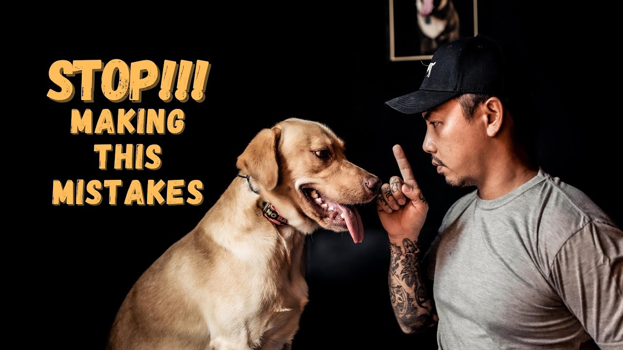 5 Kesalahan Dog owner - Anjing jadi NAKAL