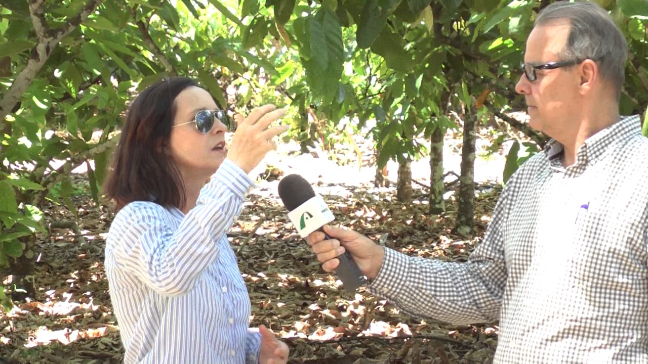 AS - CONSORCIO SERINGUEIRA E CACAU - SISTEMA AGROFLORESTAL