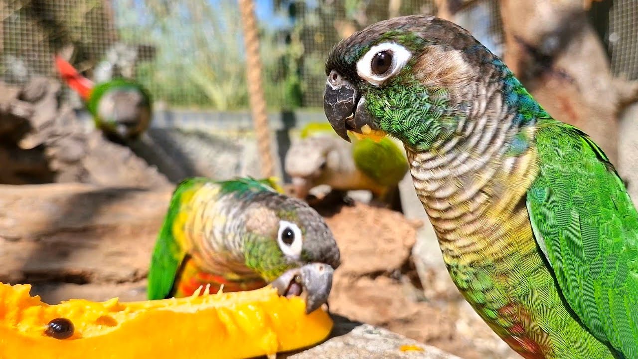 Papaya helps birds to defecate well. Green cheek conure relaxing sounds.