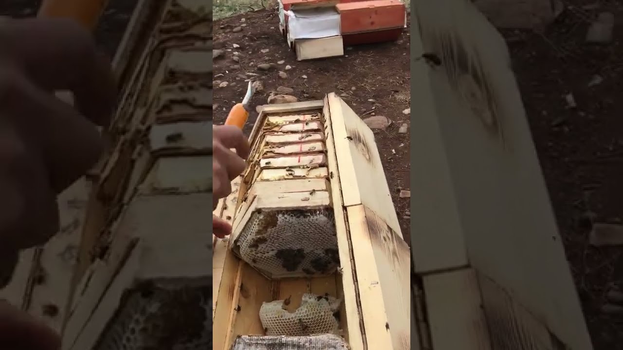 M&uuml;hendisARI Organik &Ccedil;am Karakovan Balı Hasadı ve Karakovan Arılarının Modern Hali ile anlatımı