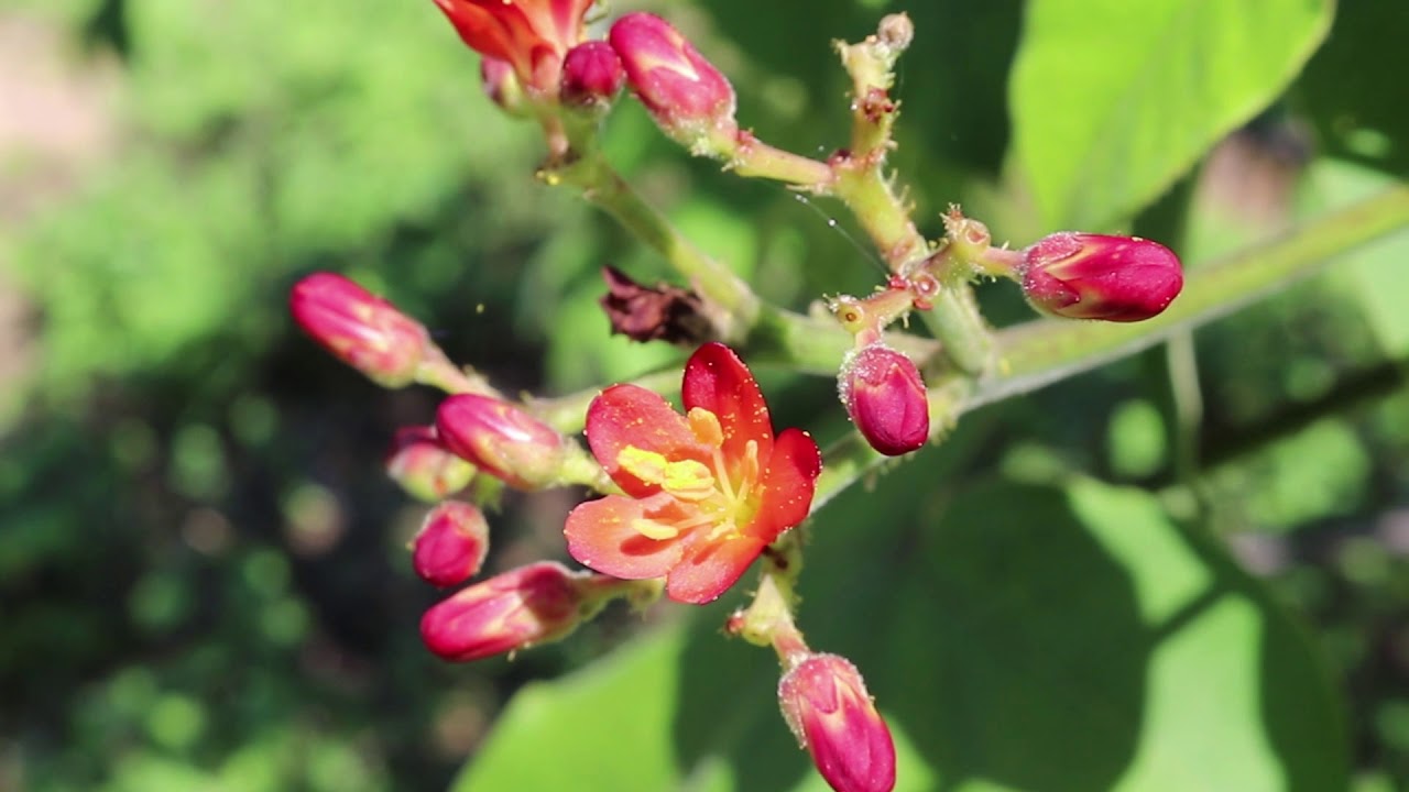 Pinh&atilde;o Do Sert&atilde;o Em Flor