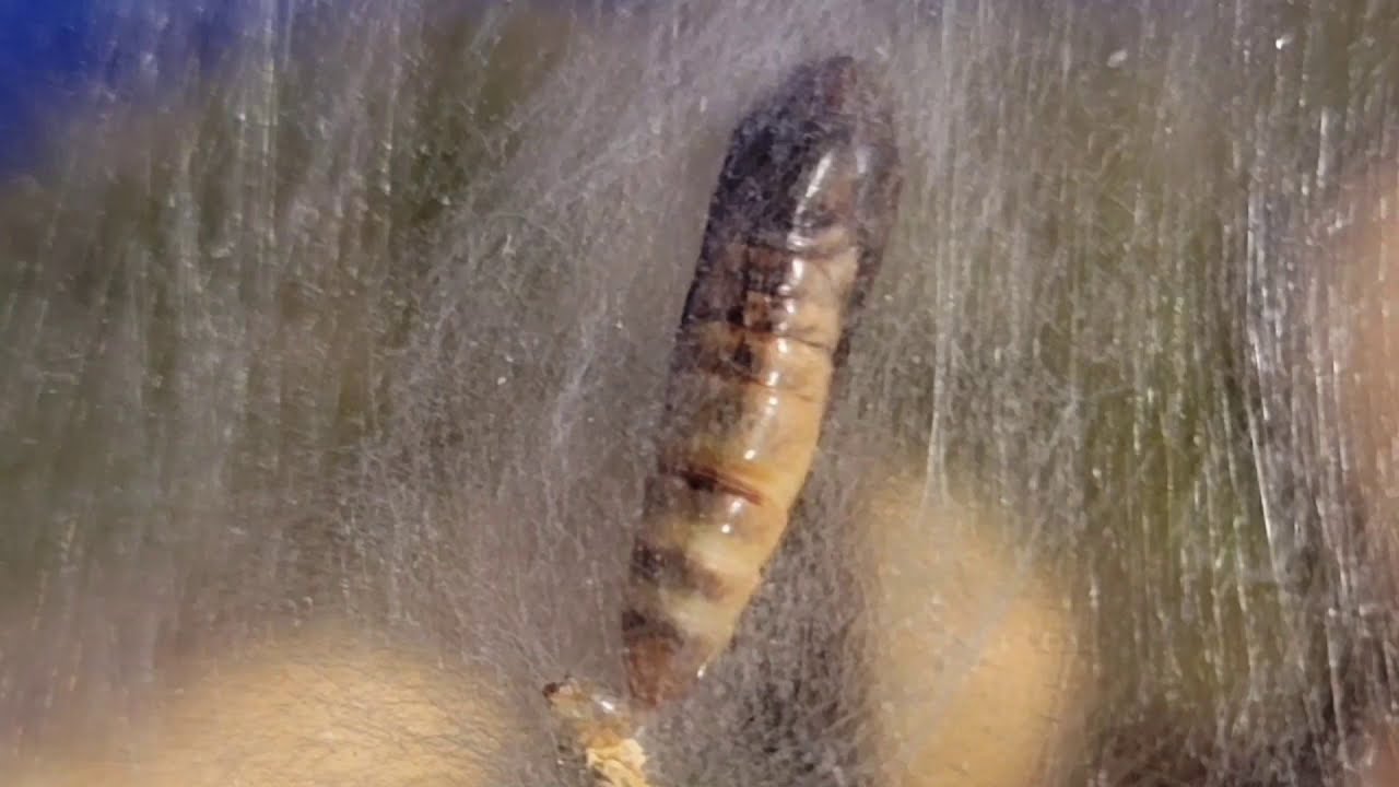 Mothamorphasis: The Birth of 