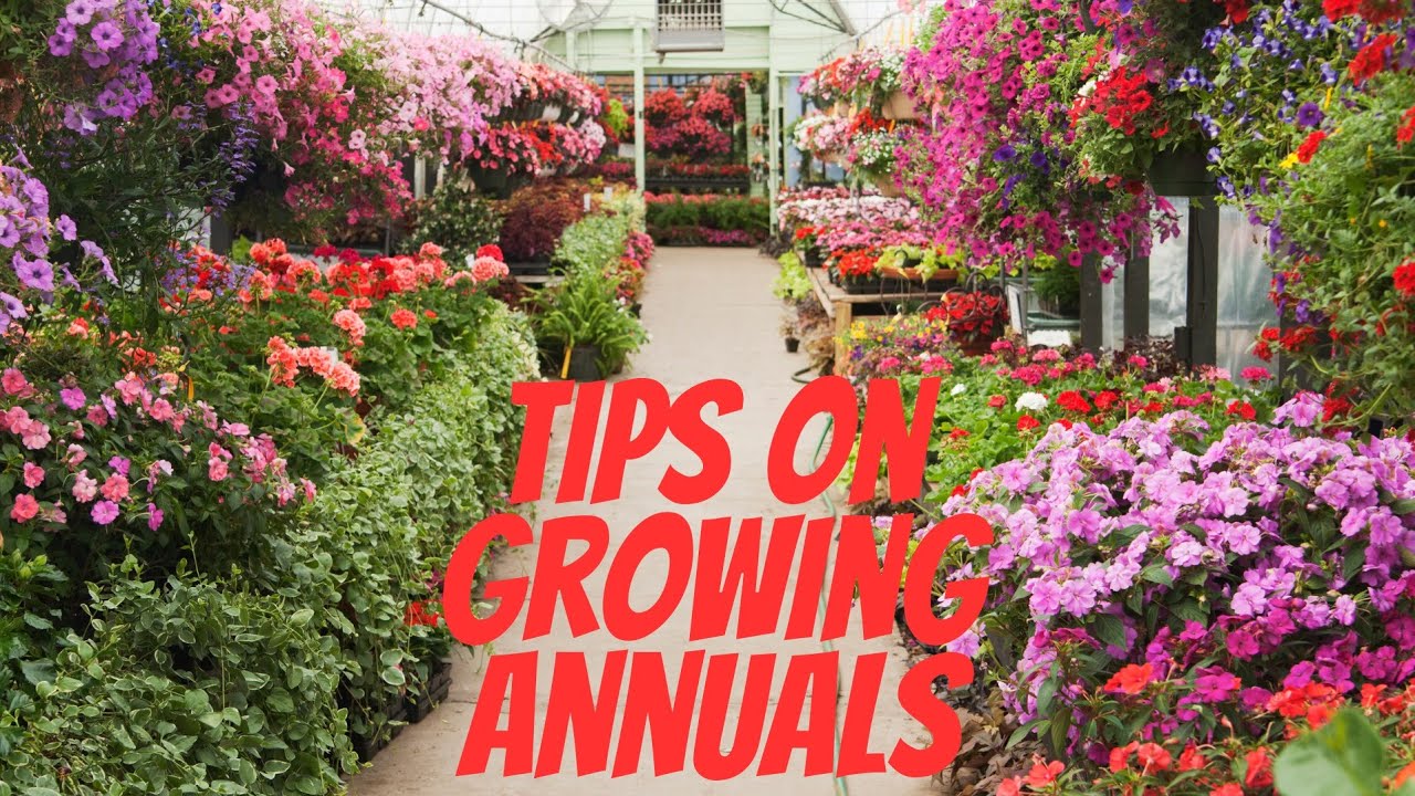The BEST Way to Plant Annuals in the Ground - A Step By Step Guide!