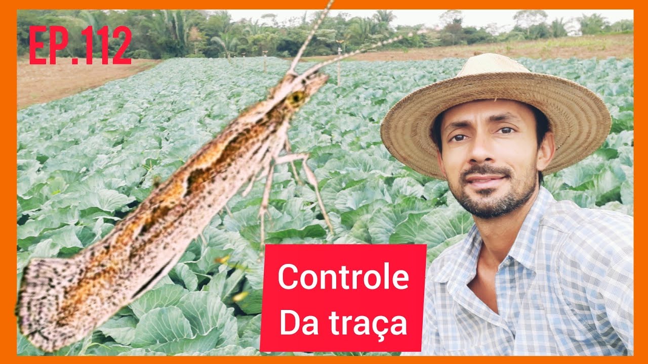 Veja este video antes de fazer o  controle da traça das cruciferas/Tuta absoluta #controle #Agro,