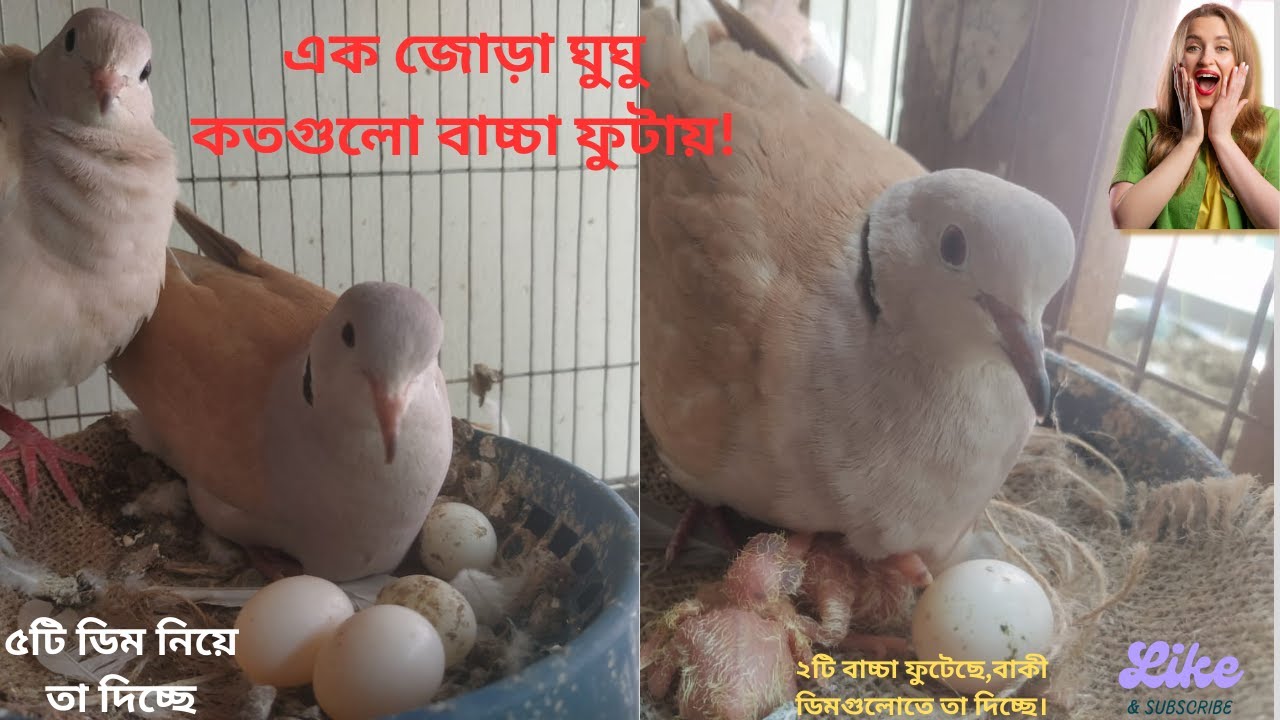 এক জোড়া ঘুঘু পাখি কতগুলো বাচ্চা ফুটায়! How many babies does a pair of doves hatch!