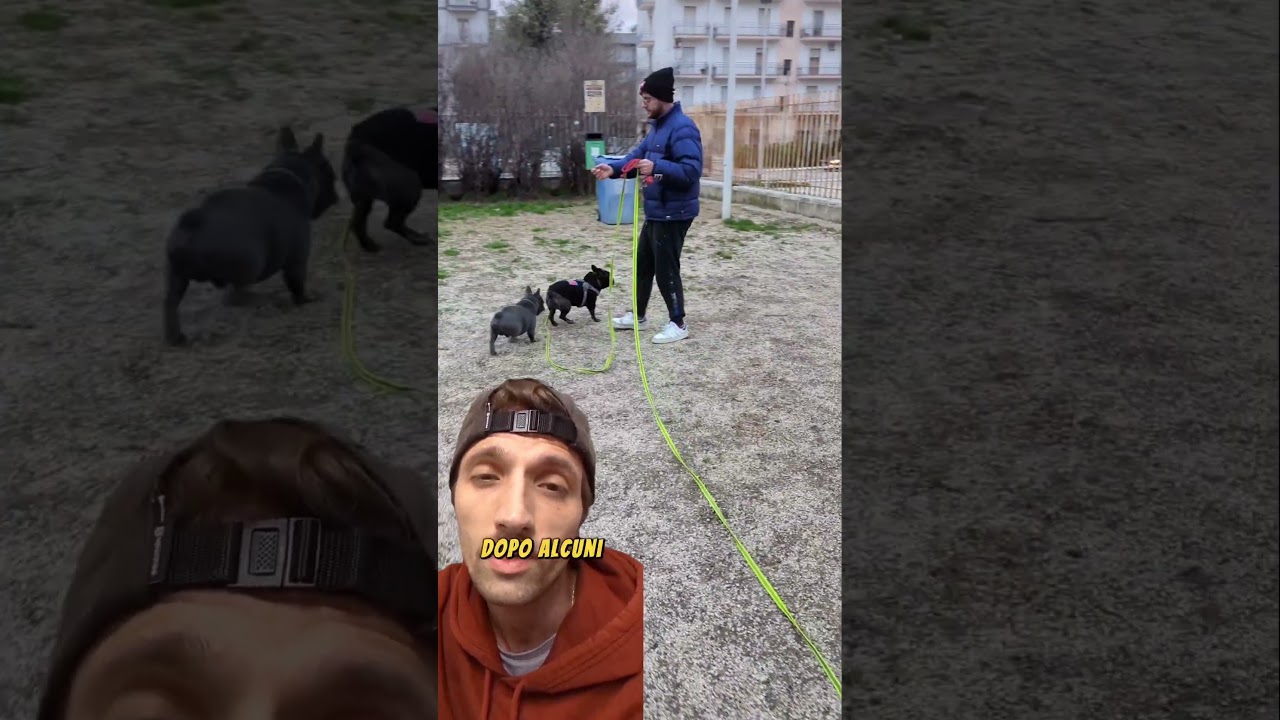 Quando un cane non ha voglia di interagire! #addestratorecinofilo #bulldogfrancese #consiglicinofili