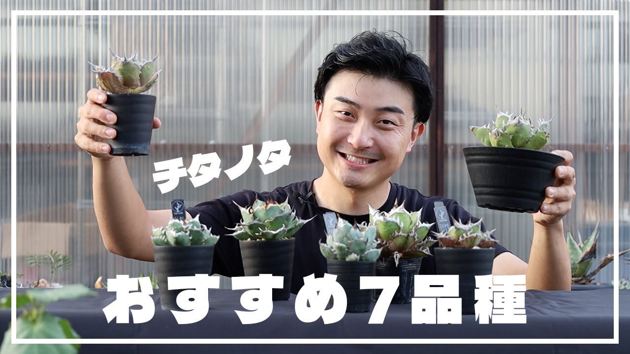 初心者におすすめなアガベチタノタ7品種