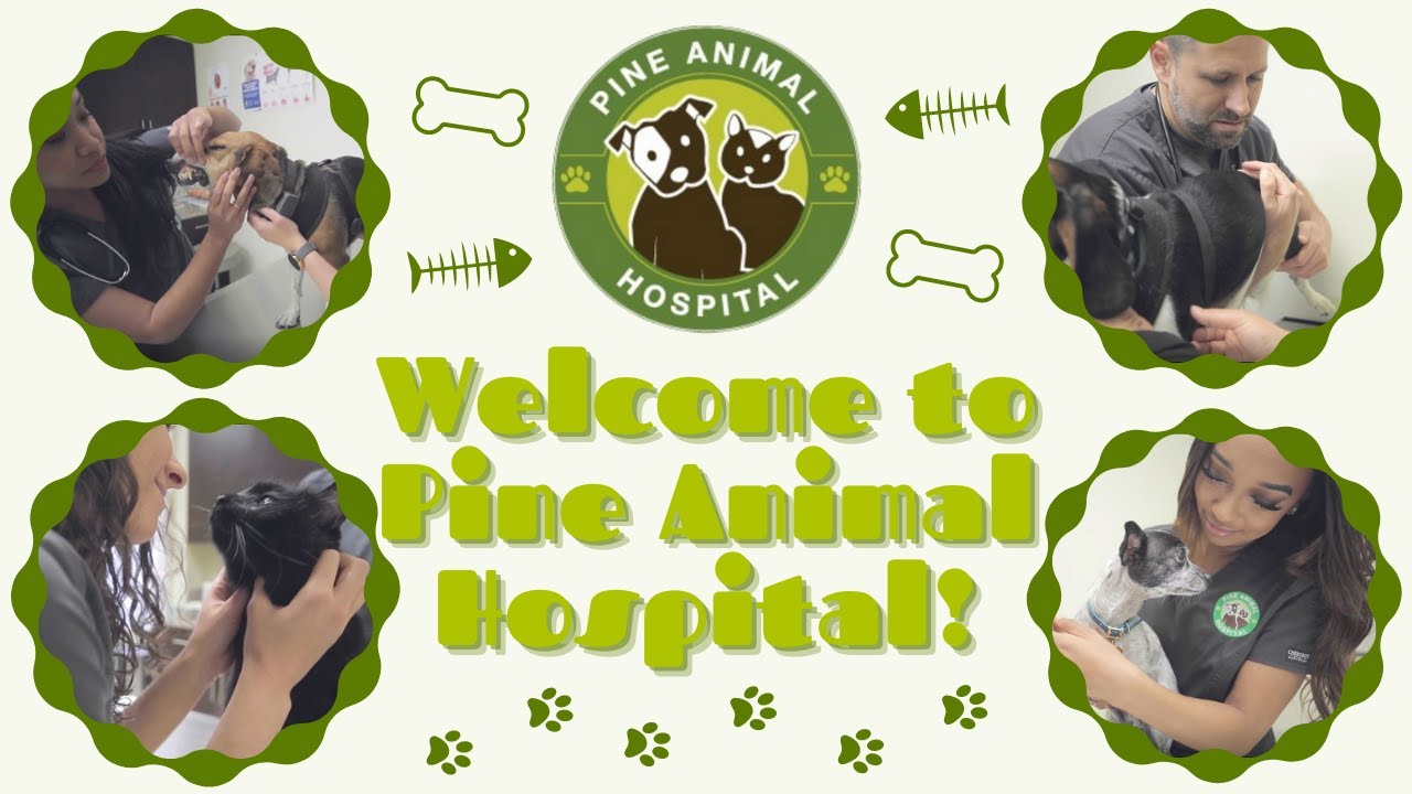 Welcome to Pine Animal Hospital!