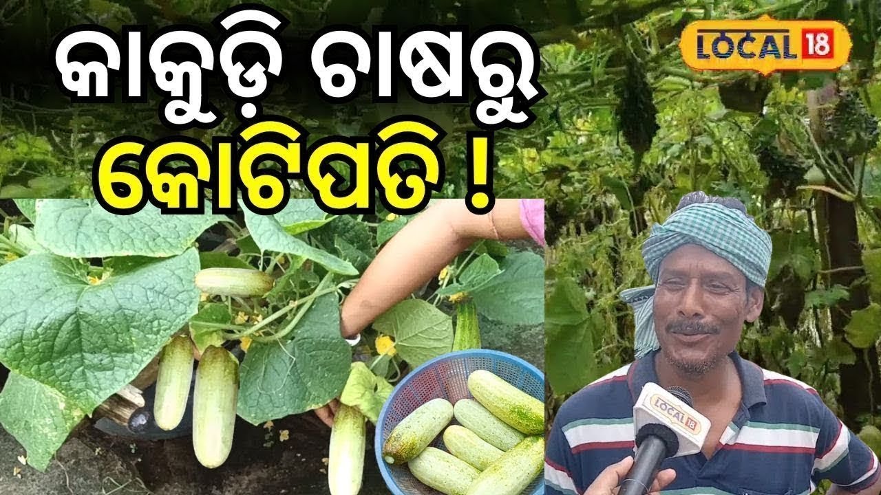 କାକୁଡ଼ି ଚାଷରୁ କୋଟିପତି ! । Vegetable। Farming। Odisha। Baleswar। Odia News #local18