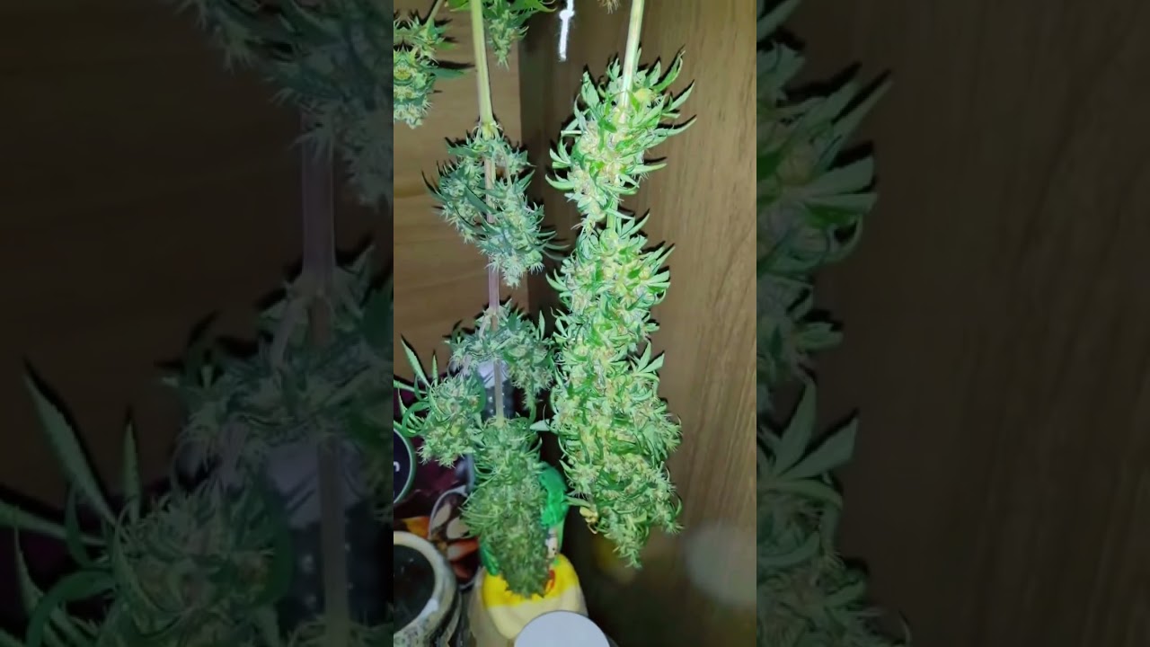 💨 Secagem e Cura: Etapa ESSENCIAL para um Bud Perfeito! 🌿🔥 #antistress #plants #videoviral #fyp