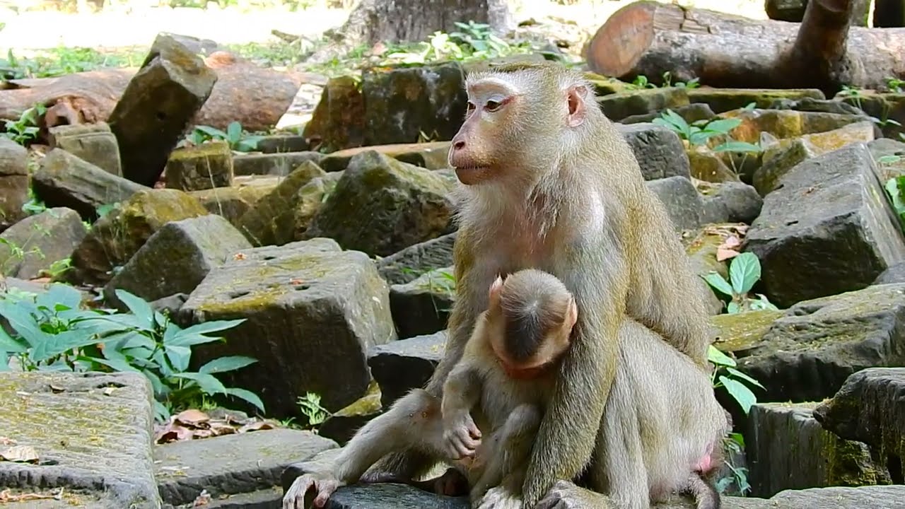 baby monkey needs milk mom