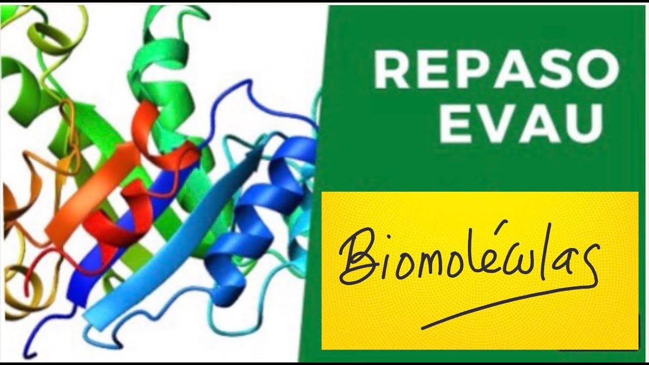 Actividades Evau Biomoléculas  (narrado)