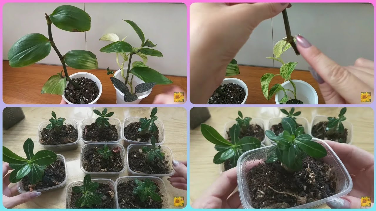 День катастроф😂Комнатные растения🌹Традесканция застенчивая невеста🌱Адениумы с алиэкспресс - обзор🌳