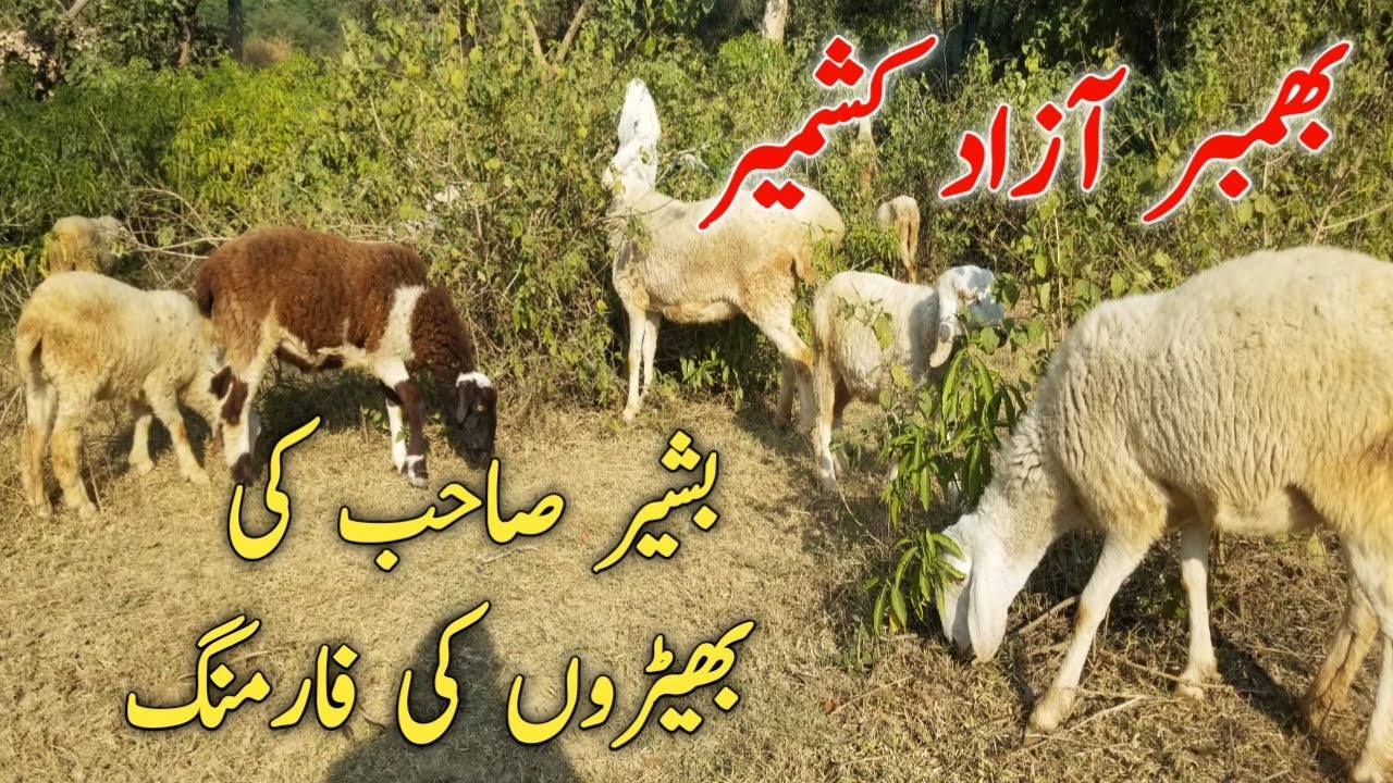 Sheep Farming in Azad Kashmir Pakistan - Modern Sheep Farming in Pakistan - Goat vs Sheep Farm