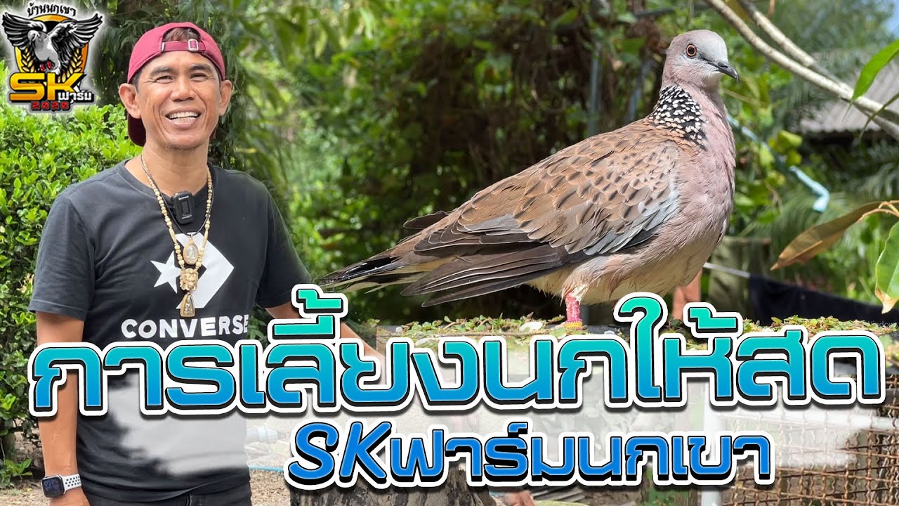 การเลี้ยงนกให้สด(ดิกๆ) | SKฟาร์มนกเขาใหญ่