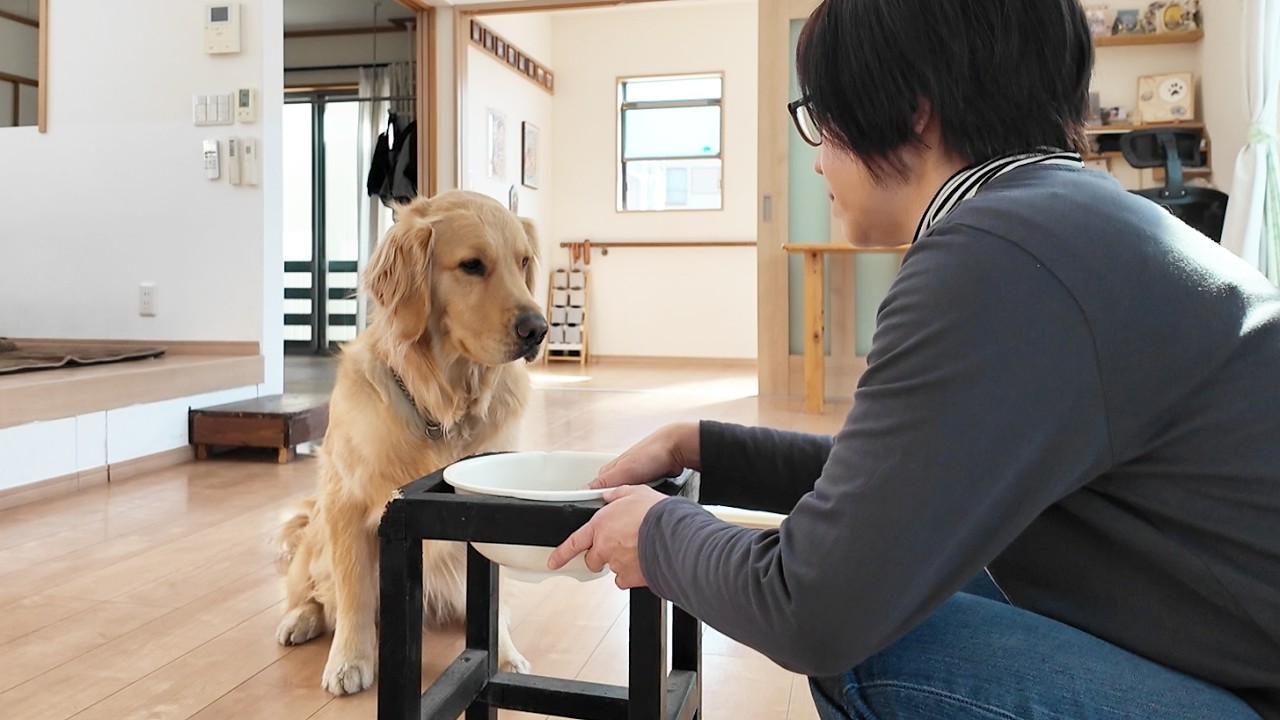 運動禁止。薬を飲んで安静にしてストレスを溜めないように。【Golden Retriever japan】