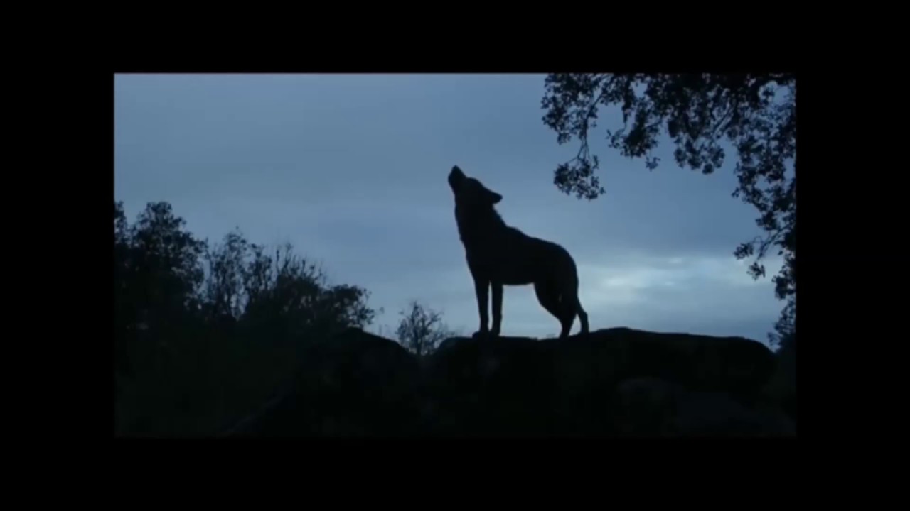 Die Geschichte von dem Wolfsjungen Marcos Rodriguez- mit Musik von PurPur