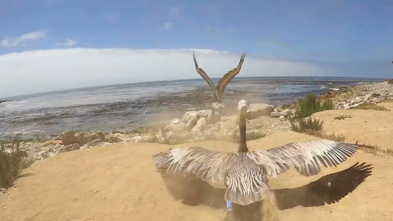 Freedom Restored: Celebrating Pelican Releases