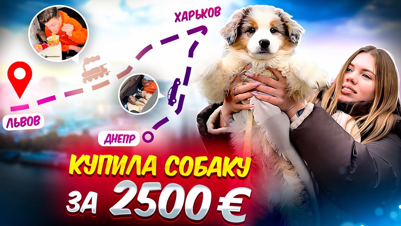 КУПИЛА СОБАКУ по ЦЕНЕ МАШИНЫ, ОБЪЕЗДИЛИ ВСЮ УКРАИНУ РАДИ НЕЁ !