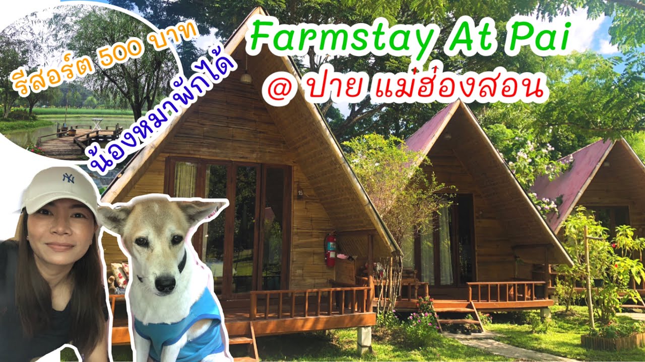 ที่พัก ปาย ราคาหลักร้อย|review resort 4 star |farmstay at pai