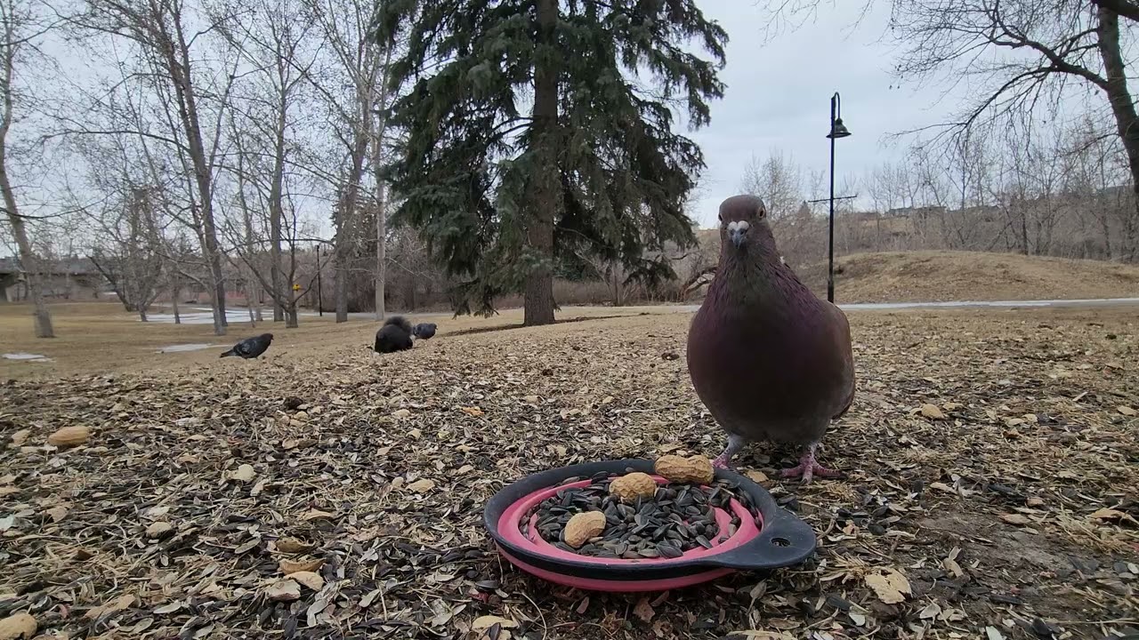 🐿️🐦