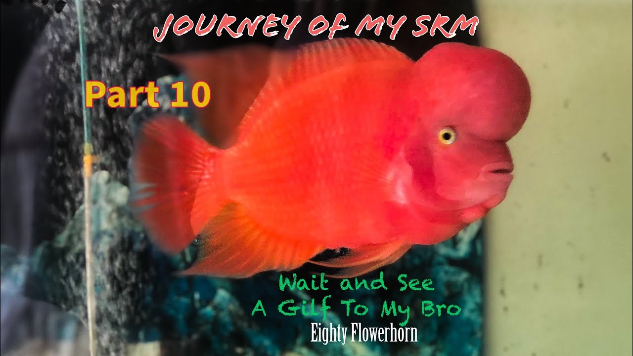Journey Of My Super Red Monkey Part 10-A Gilf To My Younger Brother-Eighty Flowerhorn #flowerhorn