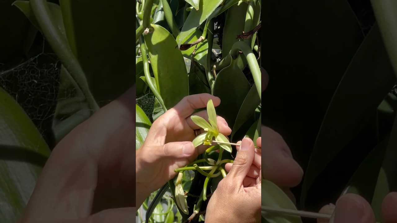 How to hand pollinate a Vanilla flower .