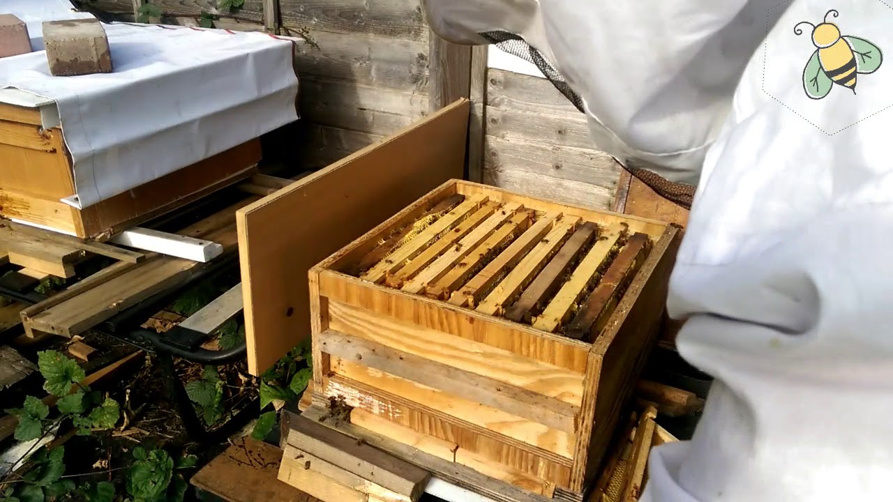 Healthy Beehive ready for winter