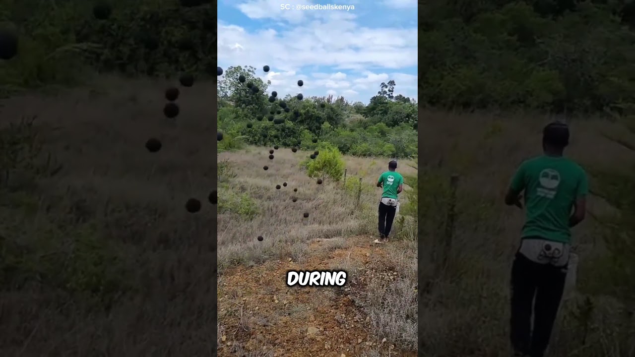 Seed Balls: A Brilliant Innovation for Forest Restoration