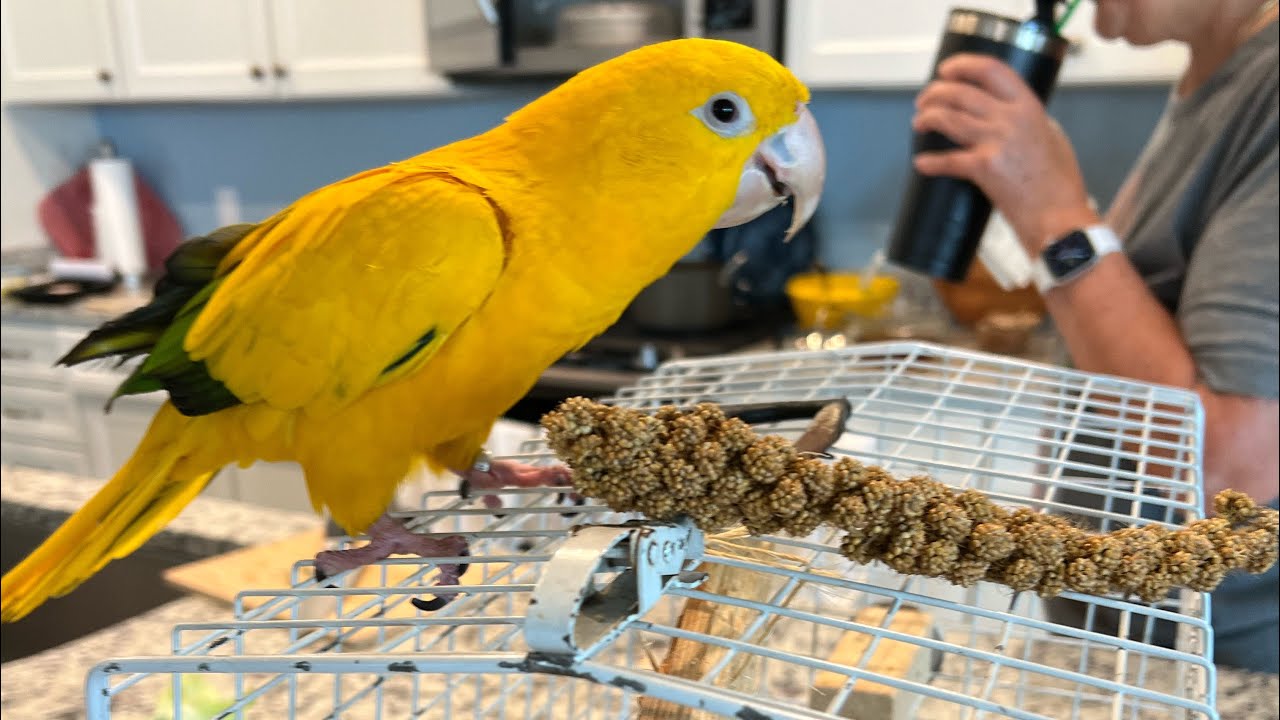 Добавляете второго попугая, каика и золотистого? Работает? |#parrot_bliss #bird