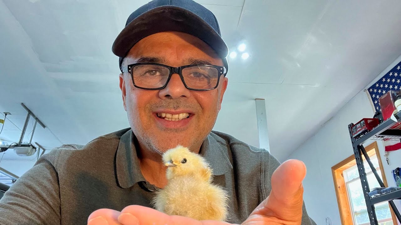 Hatching More Silkie Chicks for the Homestead