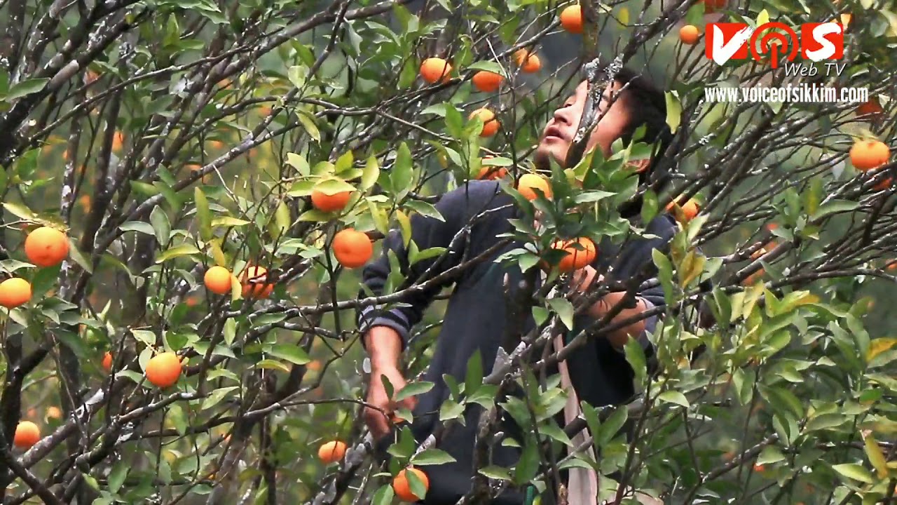 Orange Harvesting In Taghal - Lum Village In Lower Dzongu , North Sikkim