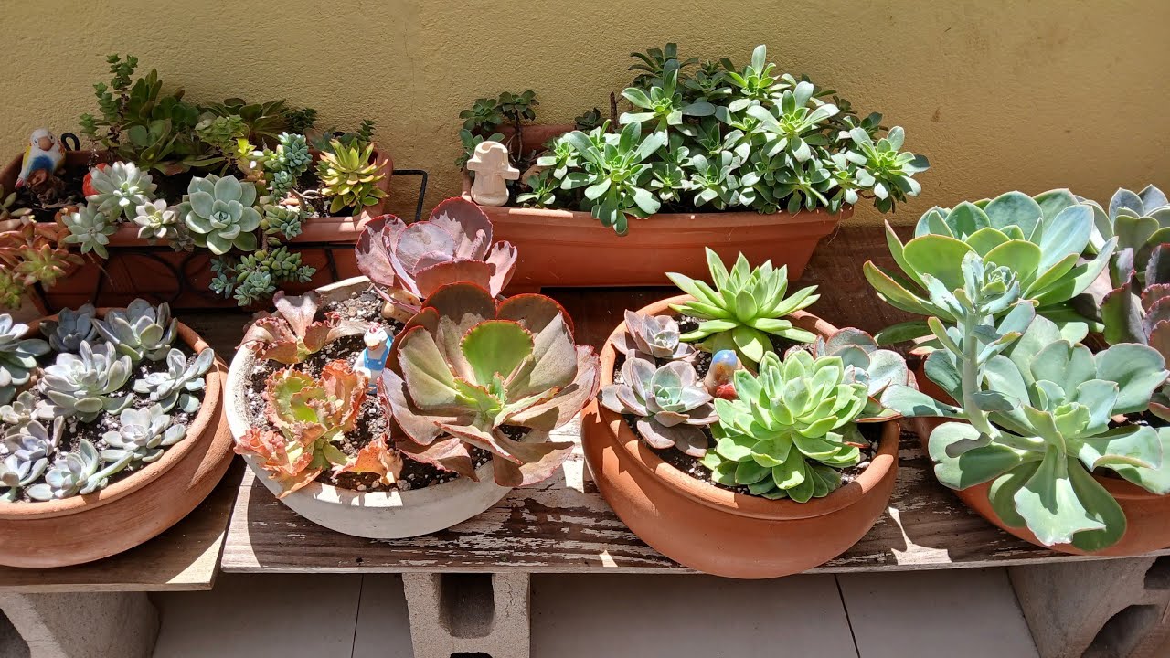 COCHONILHAS DE CARAPAÇA CUIDADOS PODAS E REPLANTES 