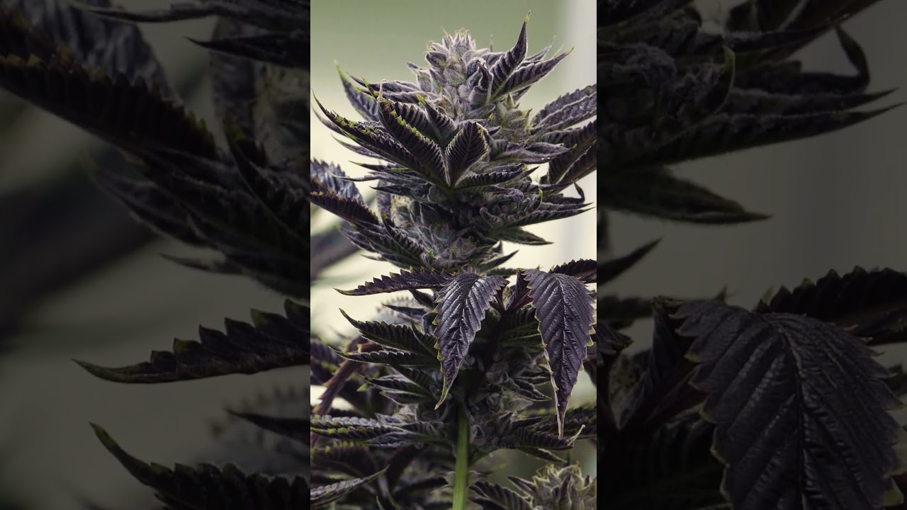 World&rsquo;s Largest Phenotype Hunt