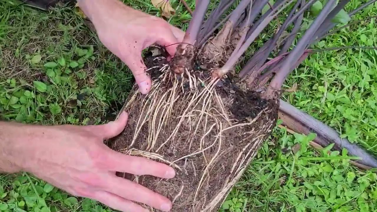 Propagating Teacup Elephant Ear Plants (colocasia esculenta) - The Carrington Jungle