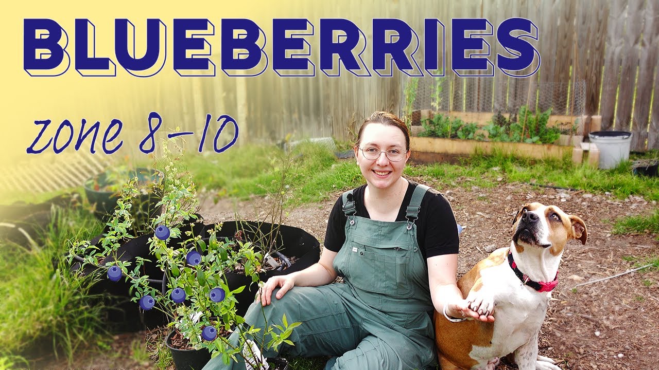 Hot Climate Blueberry Gardening: Tips & Tricks for a Bountiful Harvest | Texas Blueberry Chores Vlog
