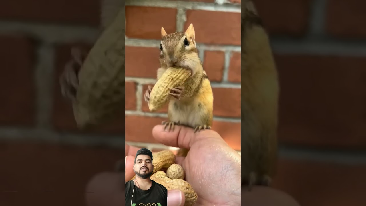 Cute squirrel funny reaction #shorts #reaction #shortsvideo #squirrel #funny