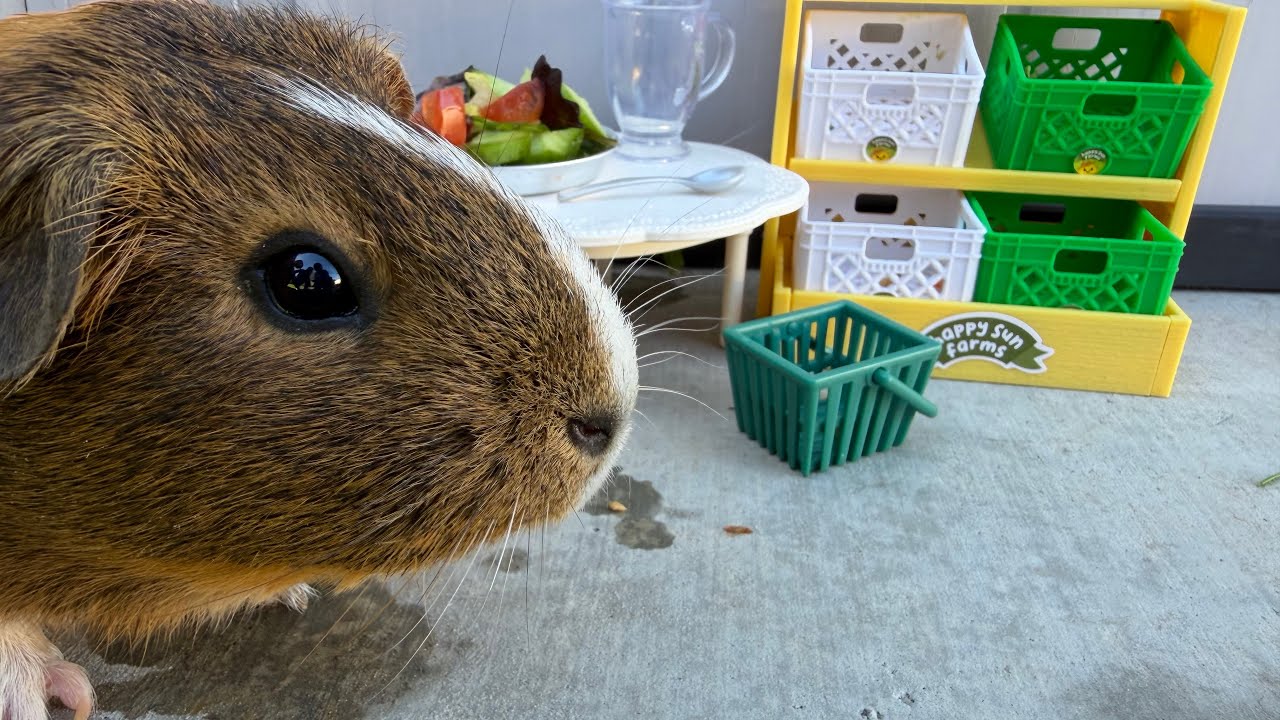 Making Salad For Guinea Pigs! 🥗 