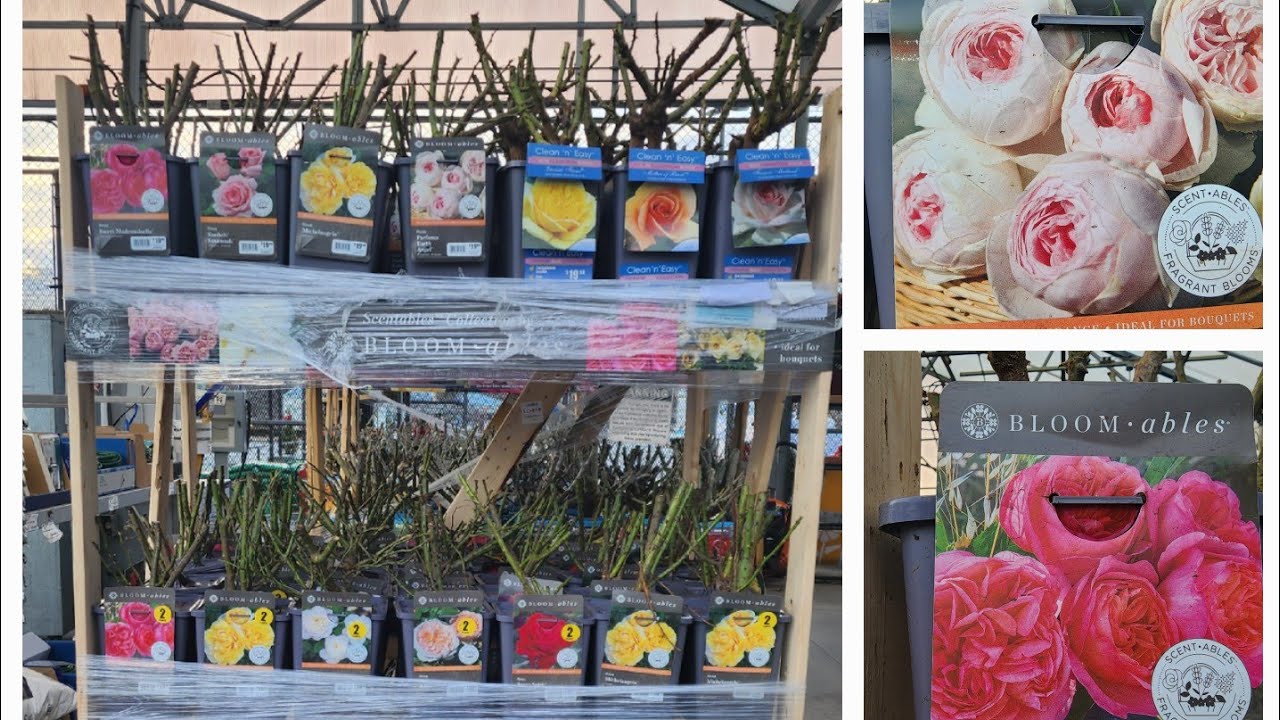 Bare Root Roses have landed at Lowe's for the 2025 garden season. So many varieties. GA zone 8a.