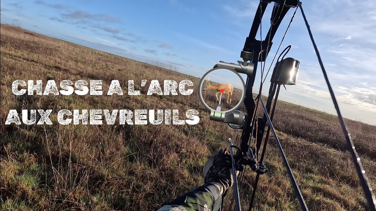 Chasse à l'arc aux gros gibiers dans le Berry ! Compilation battues approches à l'arc saison 23-24