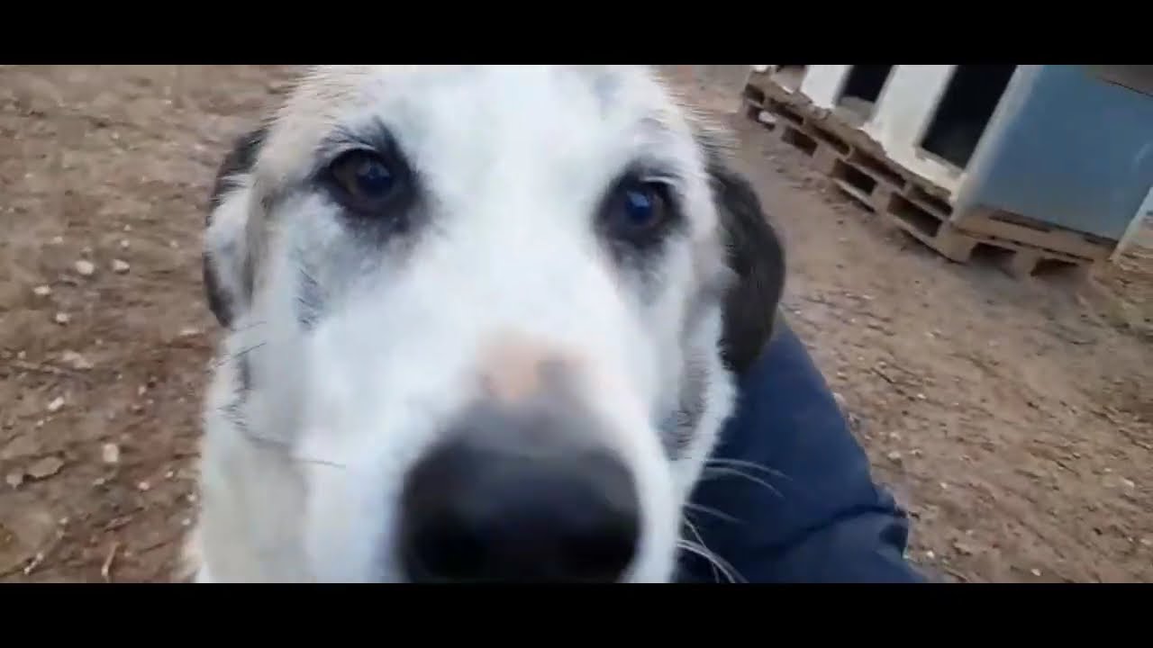 CA Uxía, Yanise (ambas santuario) y Charco, ejercicios de confianza.