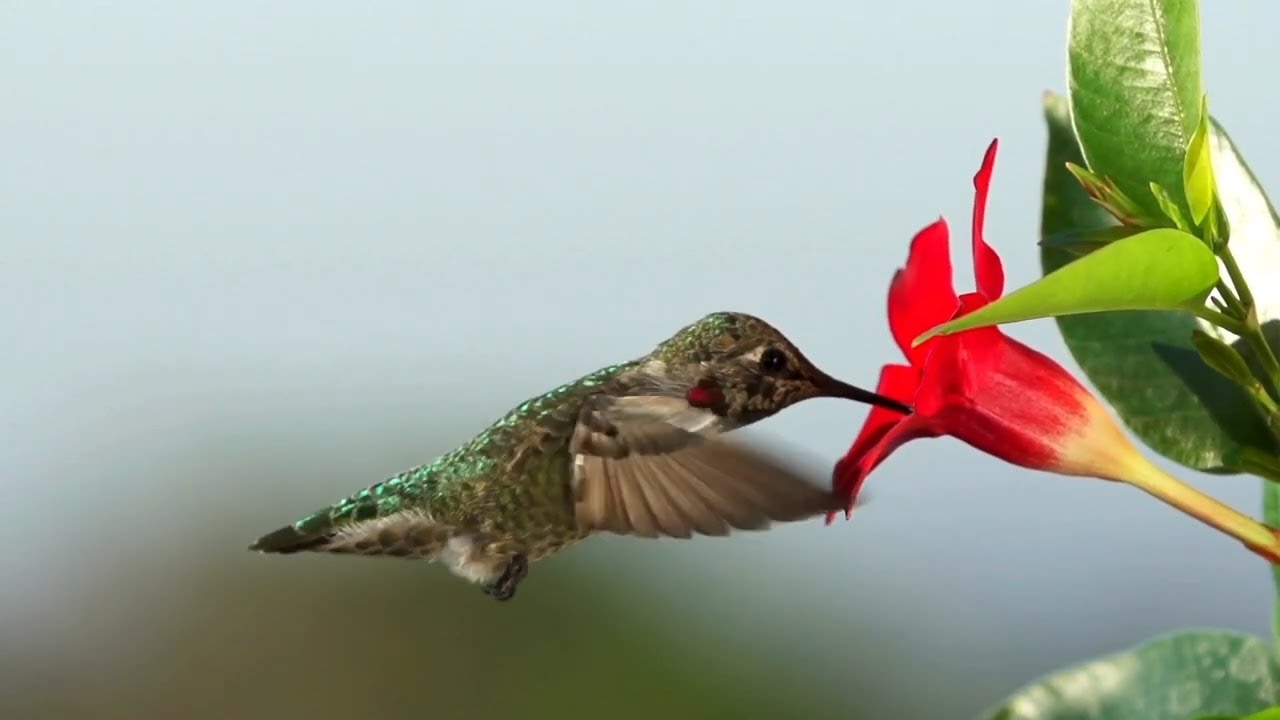 Unbelievable Hummingbird Moments You Have to See to Believe! 🐦✨