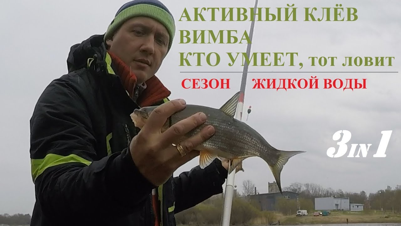 Активный клёв. Кто умеет, тот ловит. Вимба (она же сырть, она же рыбец)