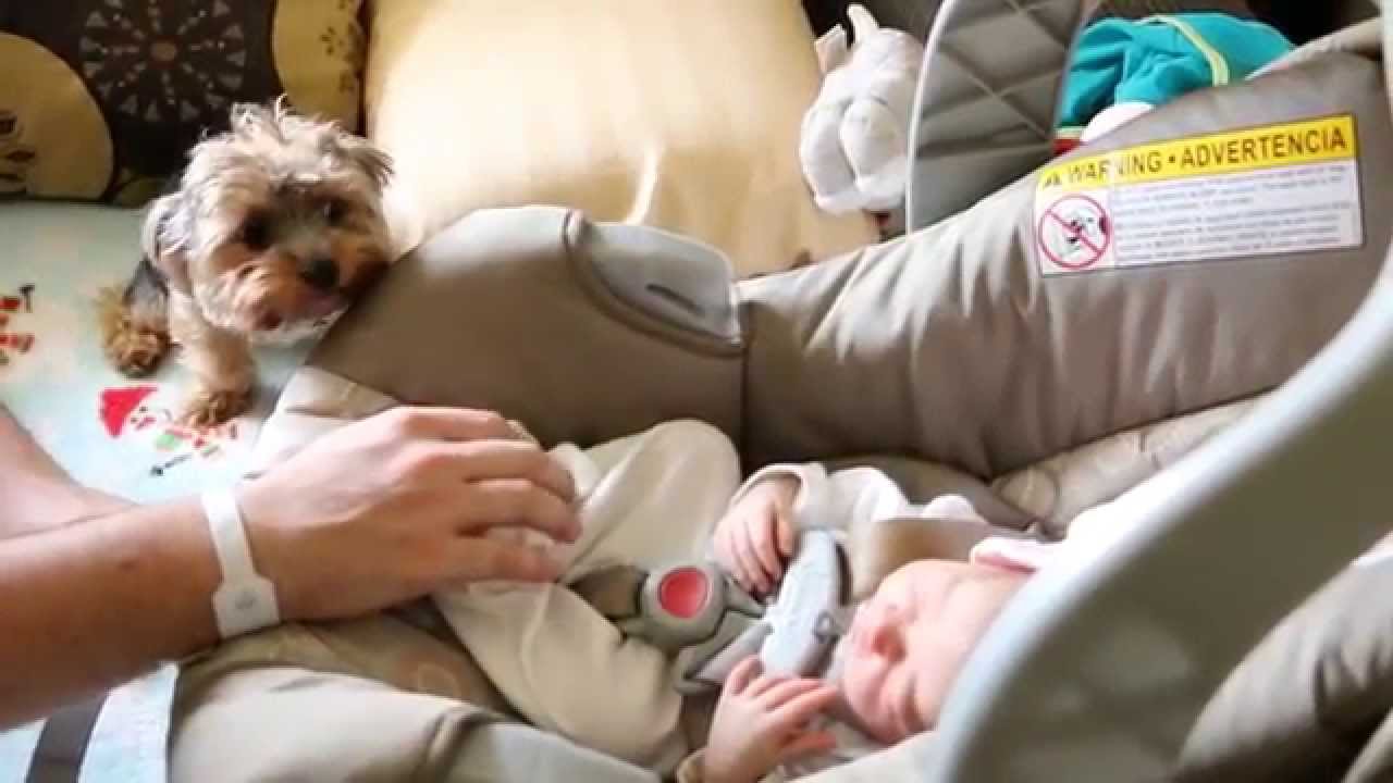 Dog meets baby for the first time