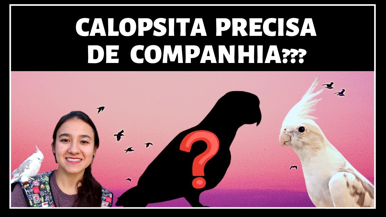 CALOPSITA PRECISA DE COMPANHEIRO? POSSO TER SÓ UMA?